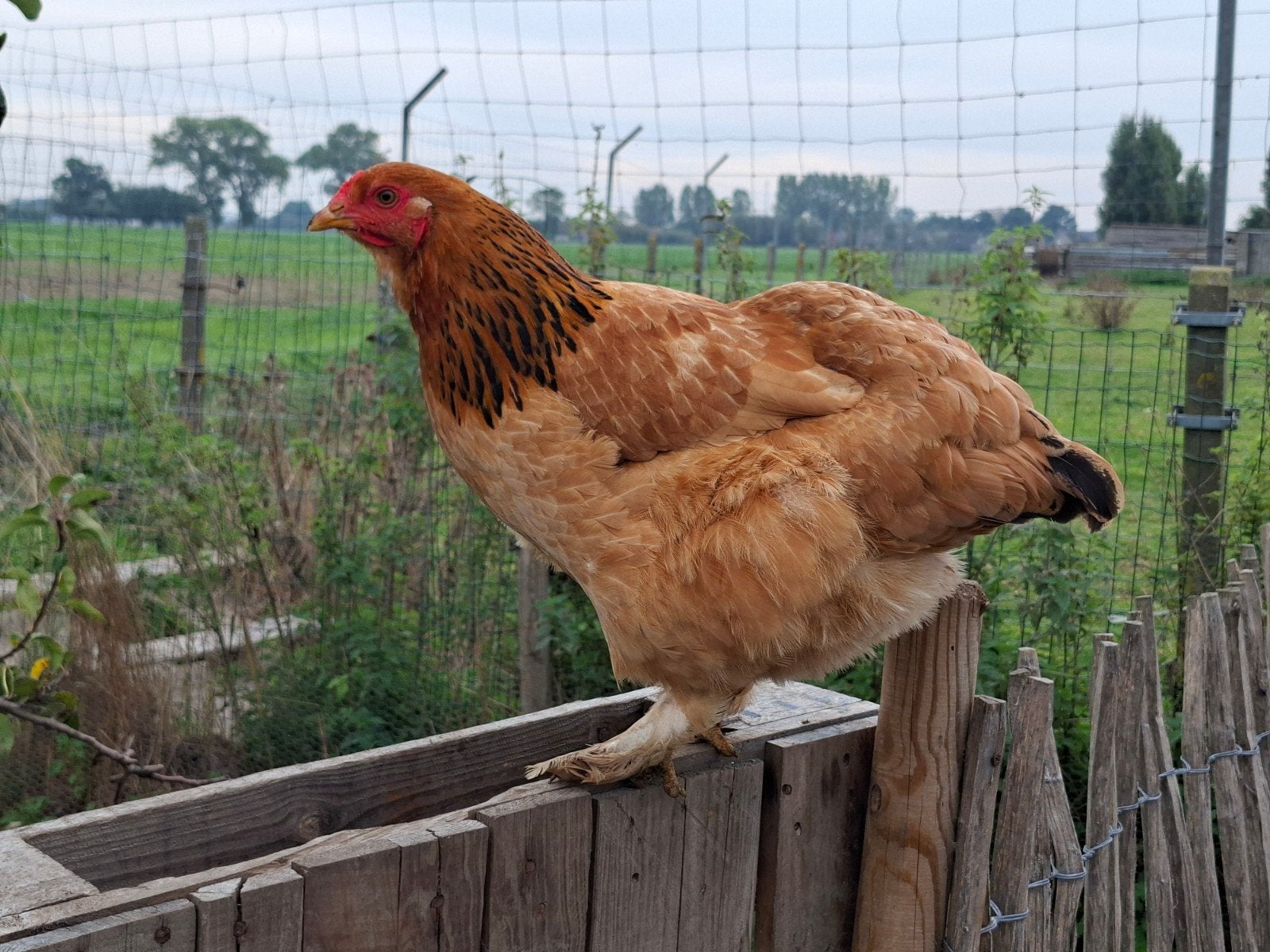 4 Brahma's samen te koop. (3 hen. + 1 haan), Dieren en Toebehoren