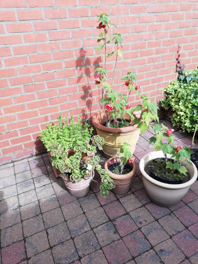 Bloempotten voor buiten en binnen, Tuin en Terras, Ophalen