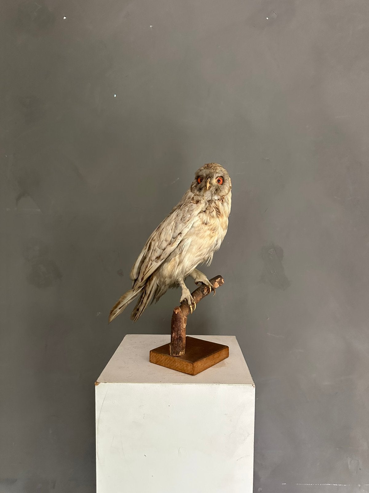 Opgezette uil (waarsch. een Ransuil) vintage taxidermie, Collections, Collections Animaux, Comme neuf, Animal empaillé, Oiseaux
