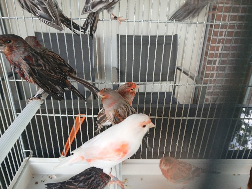 Rubriek Kanaries, Plusieurs animaux