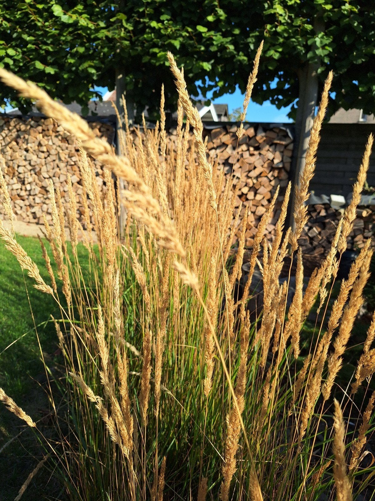 GRATIS Grassen met pluimen, Tuin en Terras, Ophalen
