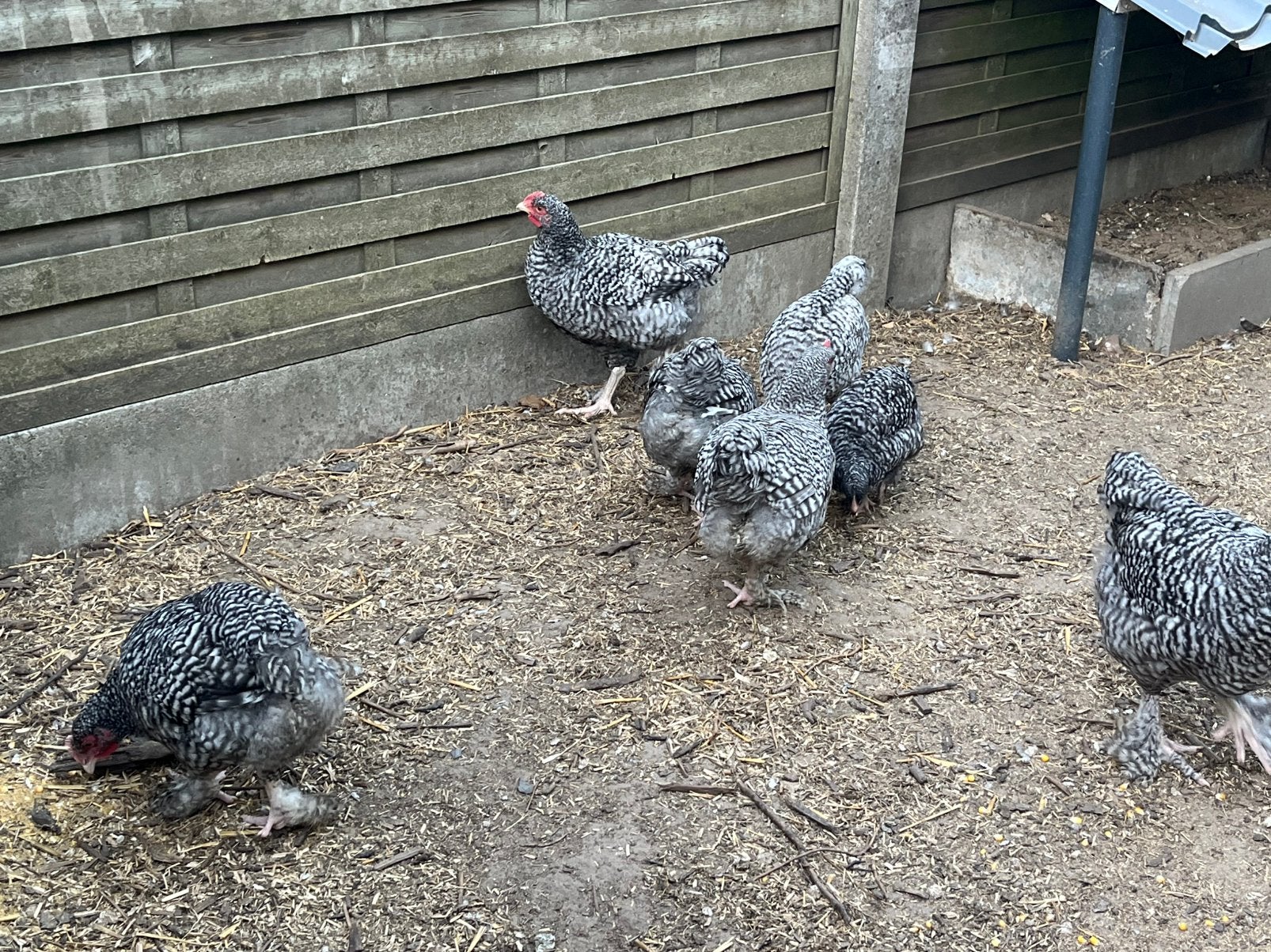 Mechelse koekoek, Dieren en Toebehoren, Pluimvee, Mannelijk, Kip