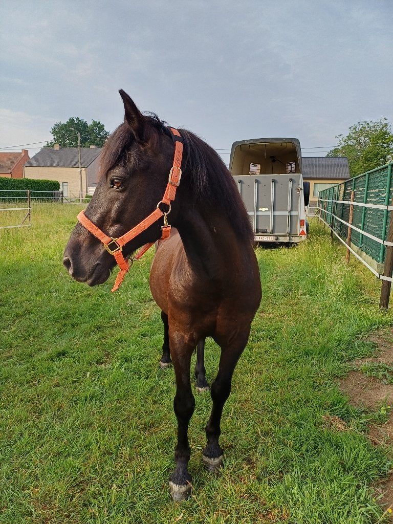Lieve D-pony., Animaux & Accessoires, Avec puce électronique, 11 ans ou plus, Débourré, Poney D (1.37 m à 1.48m)