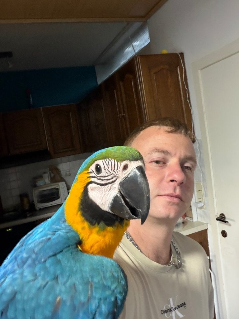 Blauwe gele ara, Dieren en Toebehoren, Vrouwelijk, Papegaai, Tam