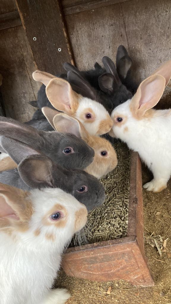 Gedekte moer, Dieren en Toebehoren, Vrouwelijk, Middelgroot, 0 tot 2 jaar