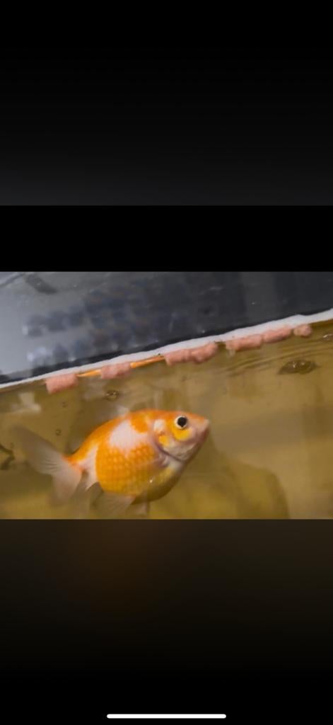 Pingpong goudvis, Dieren en Toebehoren, Goudvis(sen)