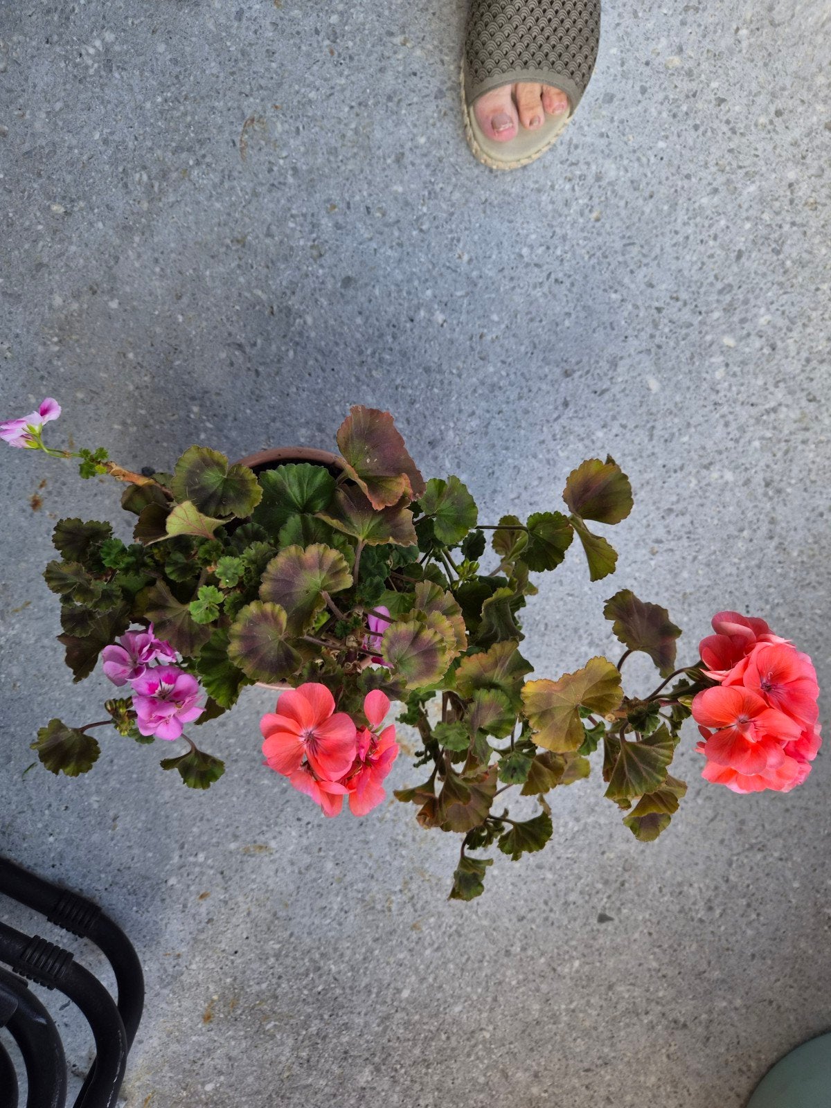 pot net planten prijs 5€, Huis en Inrichting, Ophalen
