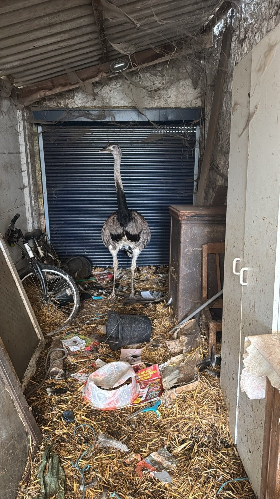 Nandou mâle Rhéa America à vendre, Animaux & Accessoires, Mâle, Domestique