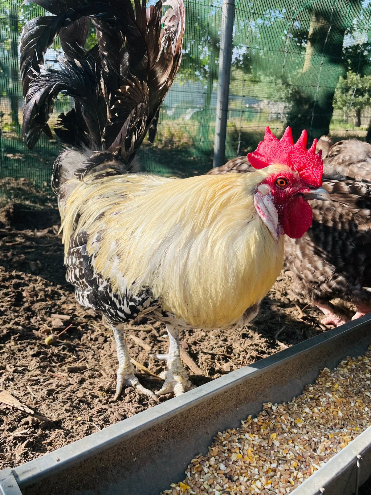 3 zilverbrakels te koop, Dieren en Toebehoren, Kip