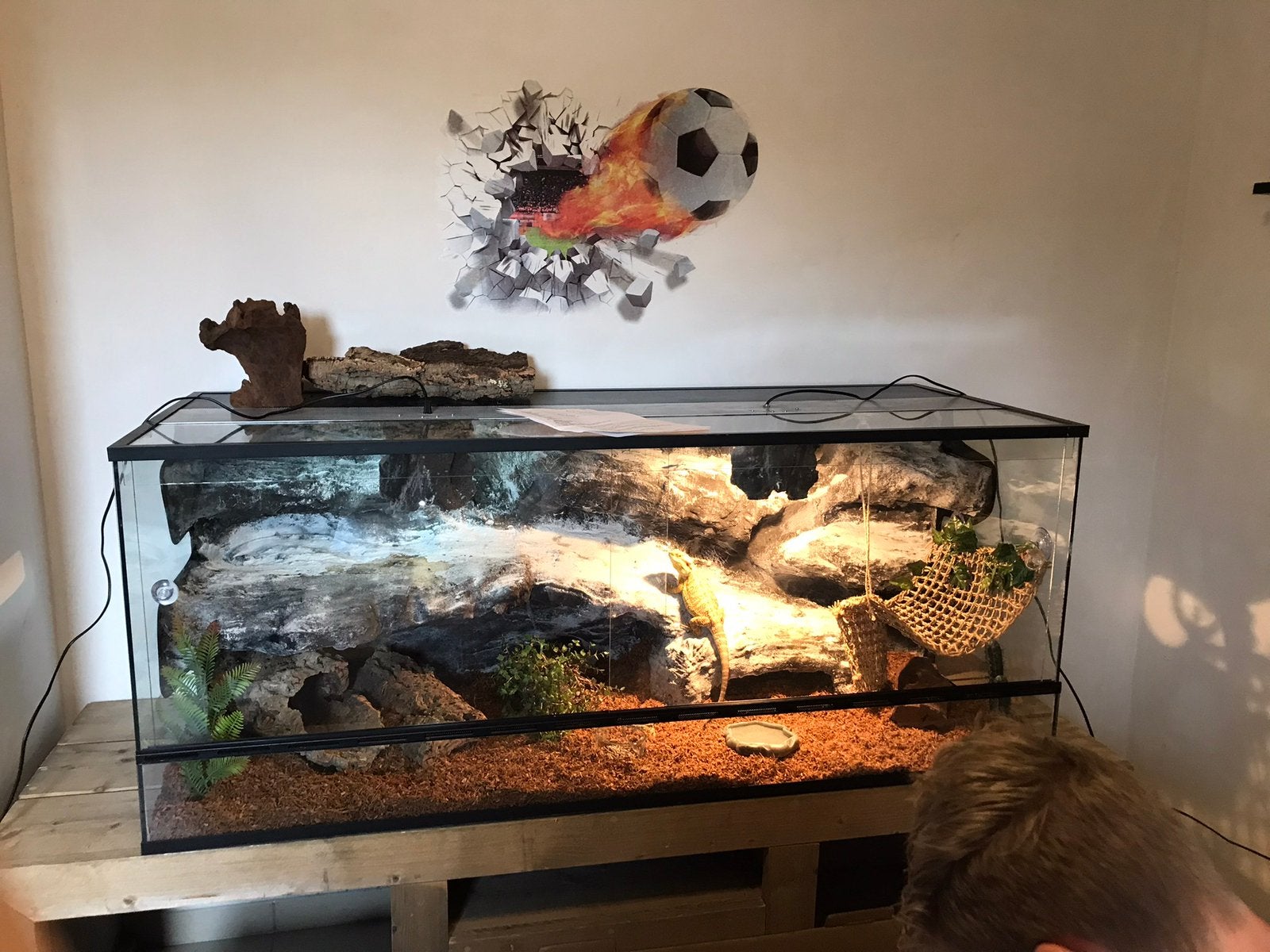 Dragon barbu + terrarium et accessoires, Enlèvement, Utilisé, Terrarium ou Paludarium