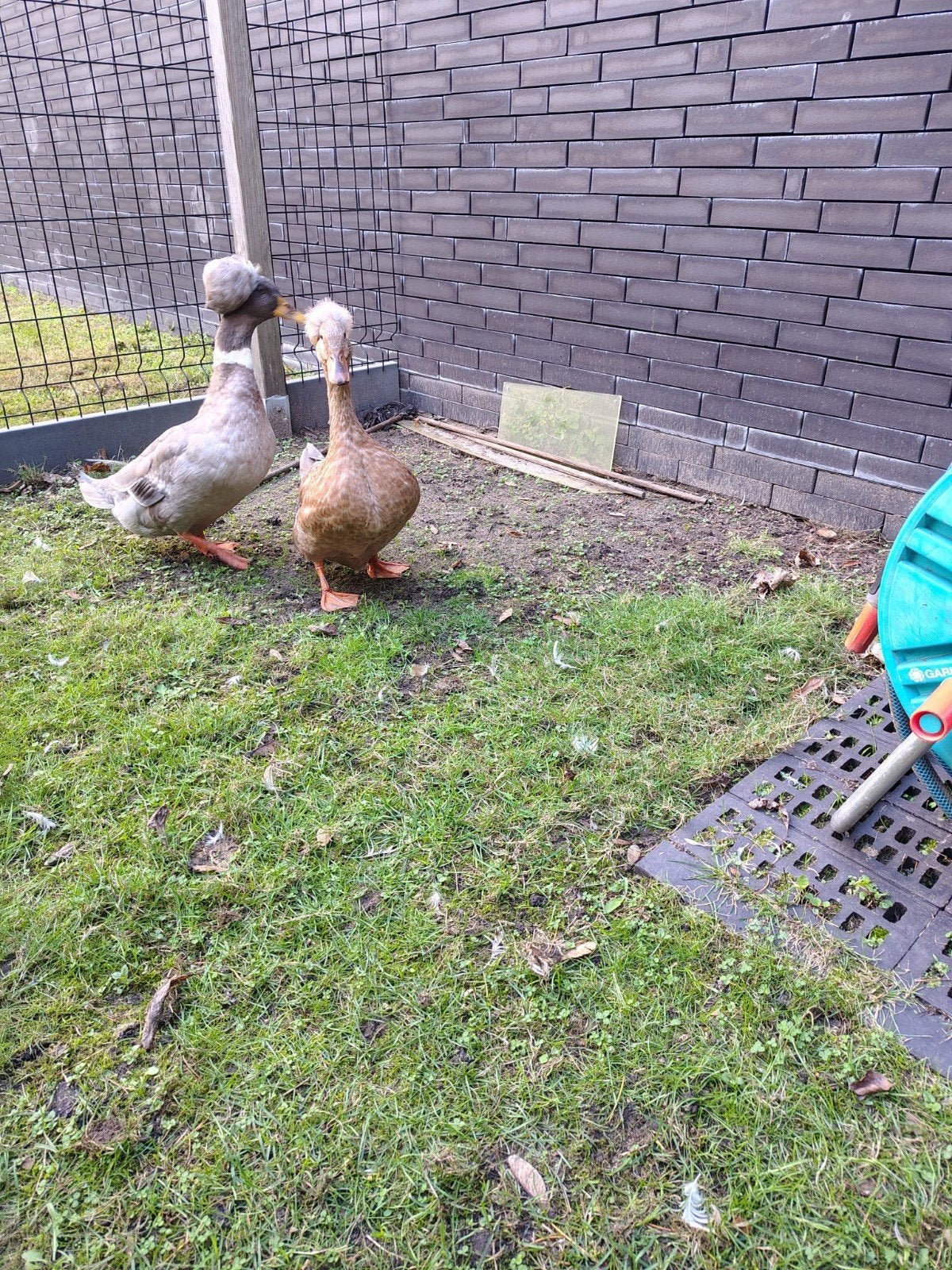 trio kuifeenden, Dieren en Toebehoren, Meerdere dieren, Eend