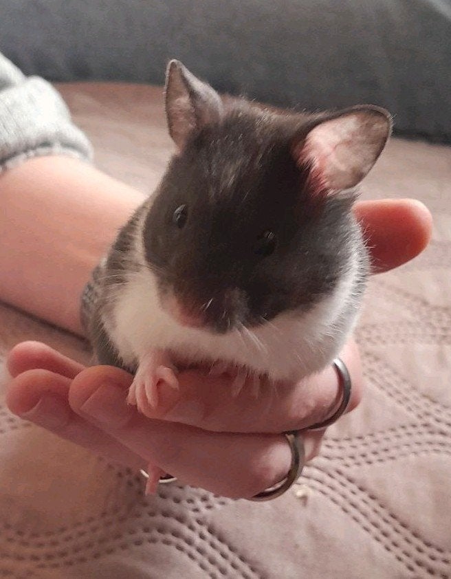 2 Syrische hamsters te koop (Goudhamsters), Dieren en Toebehoren, Hamster, Vrouwelijk, Tam, September