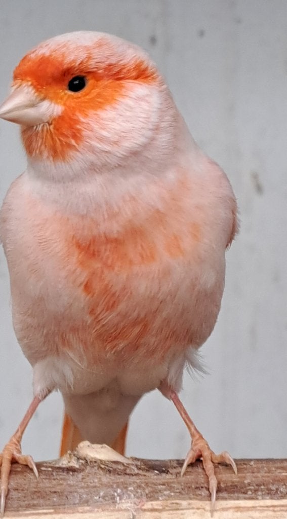 7 hele mooie rode mozaieken mannen van maart 2026, Animaux & Accessoires, Mâle, Canari de couleur