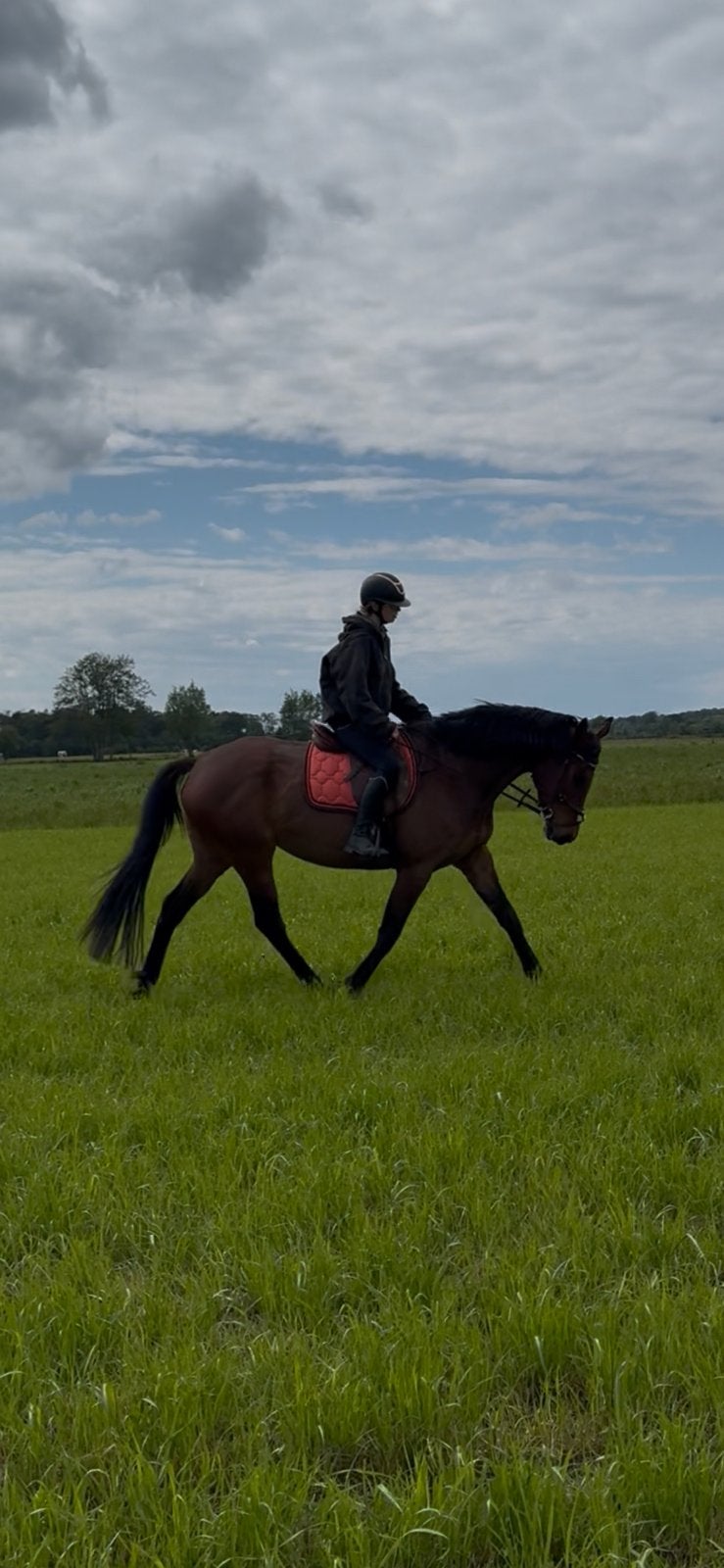 Brave 8 jarige merrie, Dieren en Toebehoren, Paarden, Merrie, Zadelmak, 7 tot 10 jaar, Gechipt