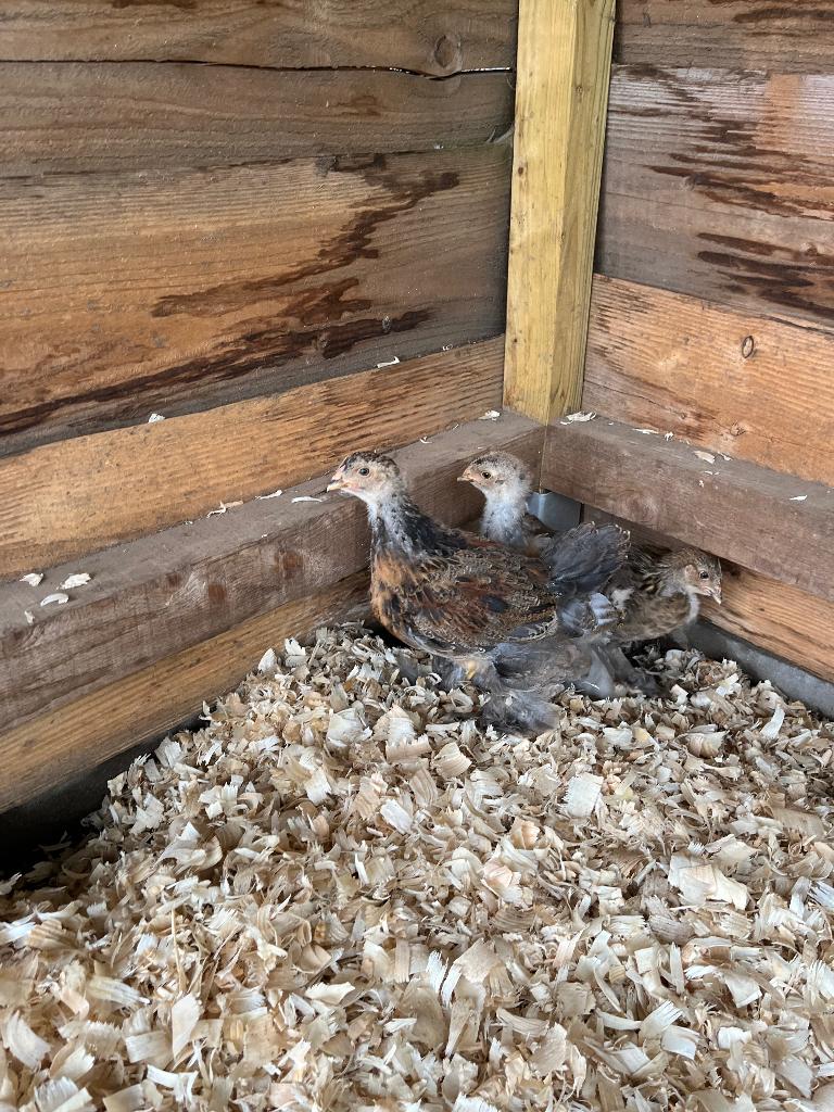 Brahma haantje, Dieren en Toebehoren, Pluimvee, Mannelijk, Kip