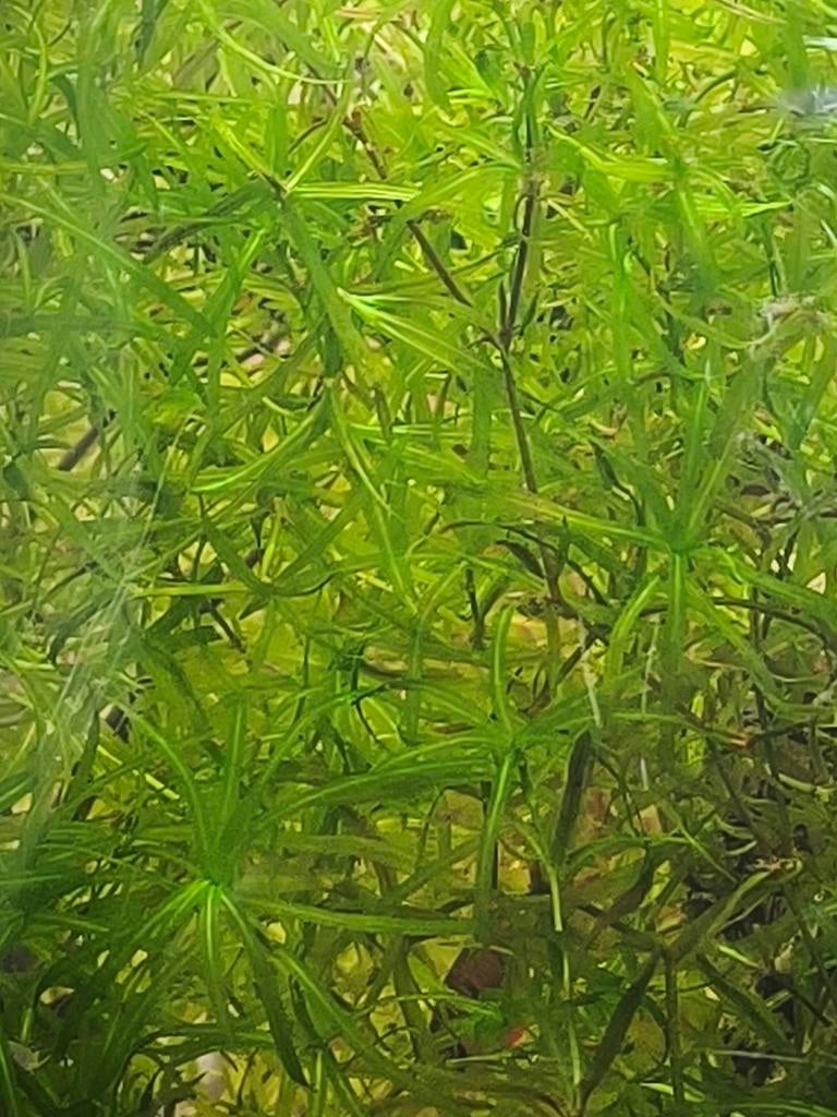 Grote pot guppygras, Dieren en Toebehoren, Ophalen