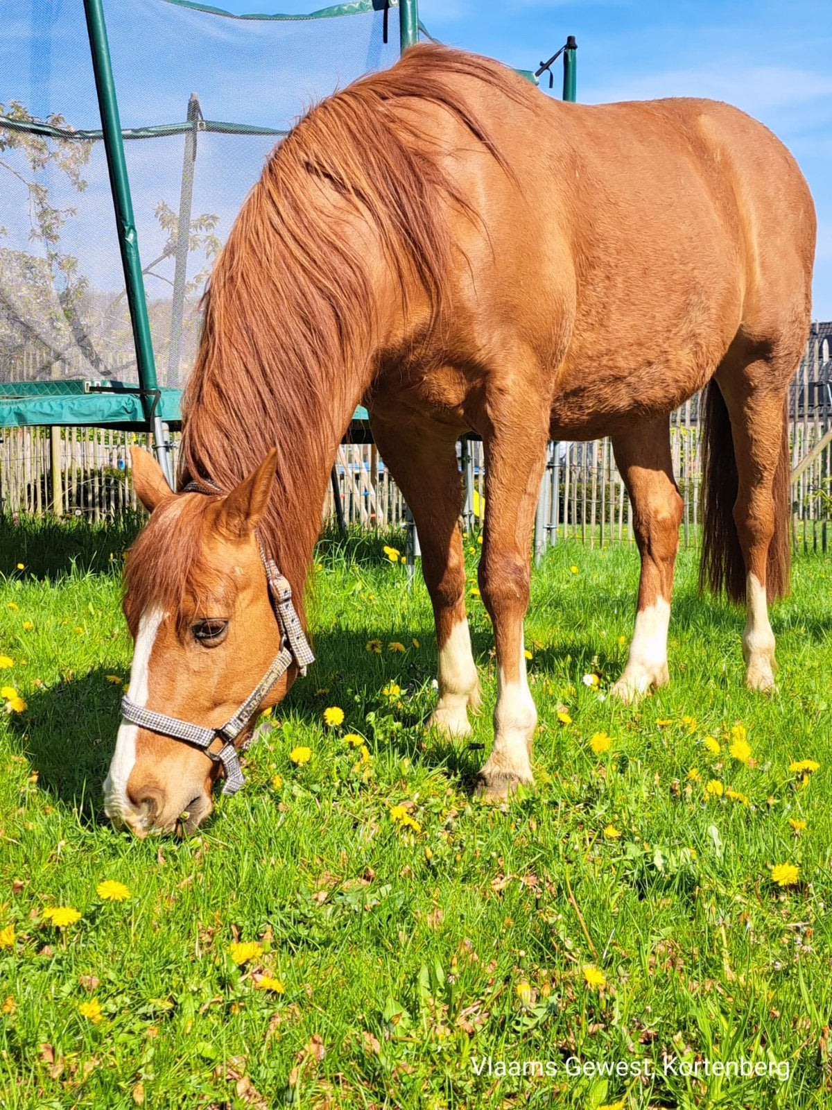 Super paard Elixir 17 jaar, Ruin, Recreatiepaard, Gechipt, 11 jaar of ouder