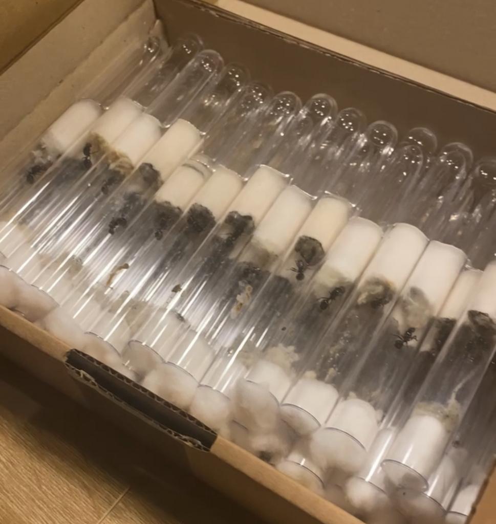 Messor Barbarus mieten koningin bulk, Dieren en Toebehoren, Mieren
