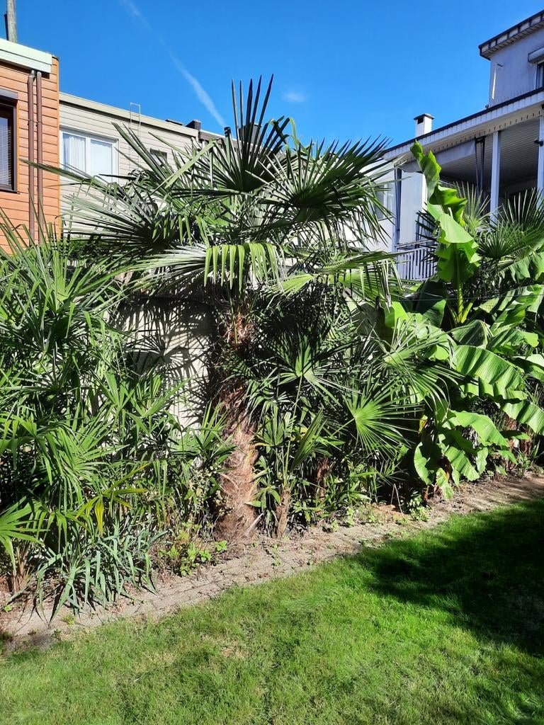 Wondermooie Trachy Carpus Fortunei palmboom hoogte +/- 350, Ophalen