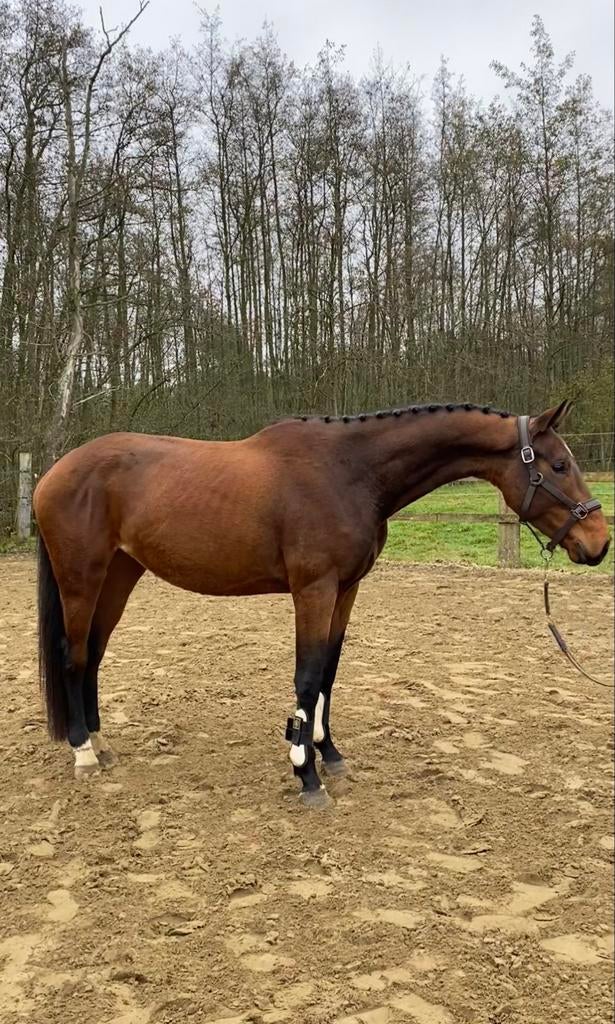 Prachtige, talentvolle BWP merrie te koop, Animaux & Accessoires, Chevaux, Jument, Non dressé, 165 à 170 cm, 3 à 6 ans, Cheval de dressage