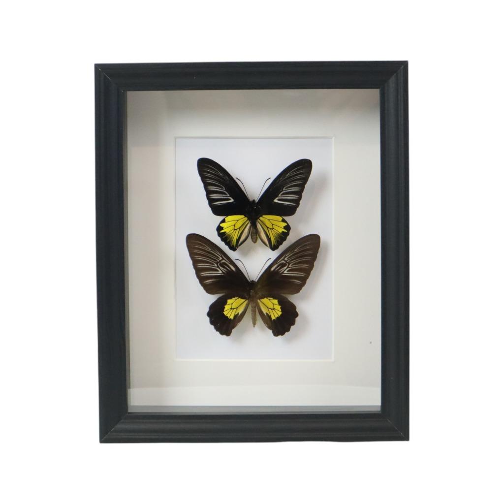 Ingelijste Vlinders XL Troides Rhadamantus Full Body Taxider, Collections, Collections Animaux, Enlèvement ou Envoi, Comme neuf