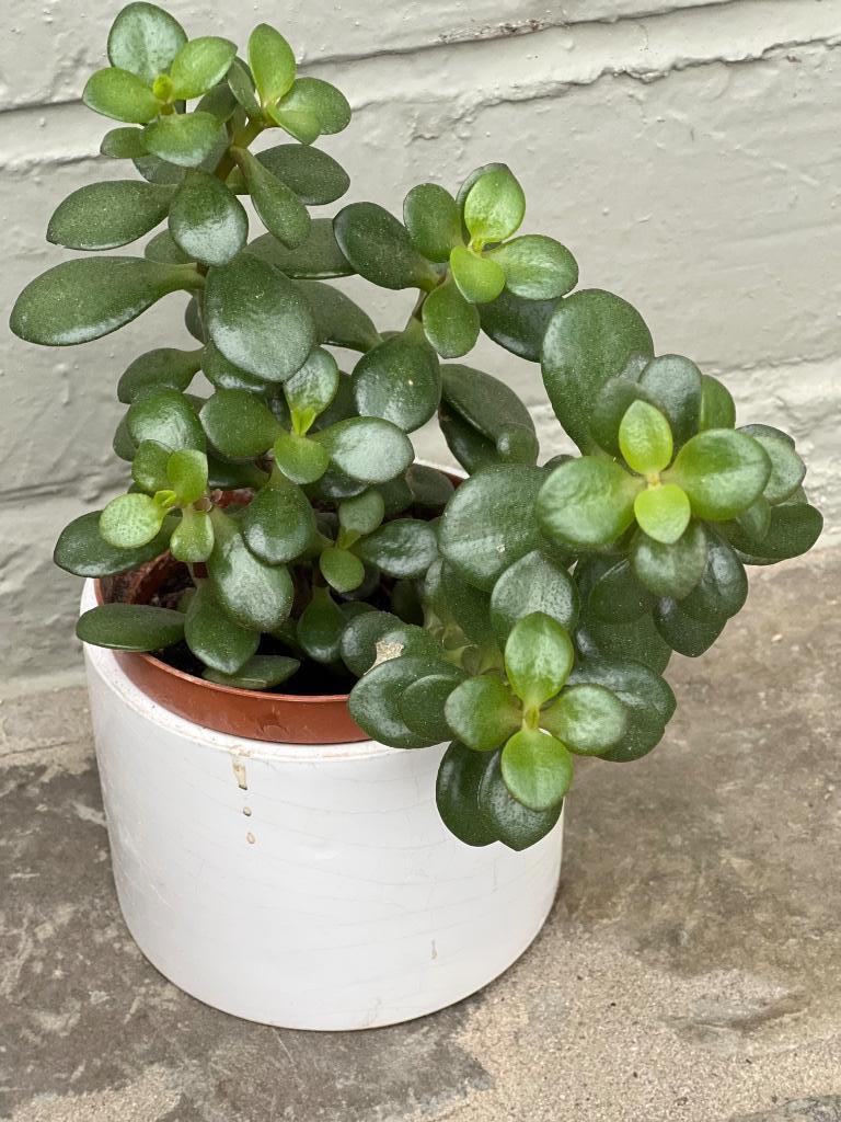 Verschillende Planten, Enlèvement