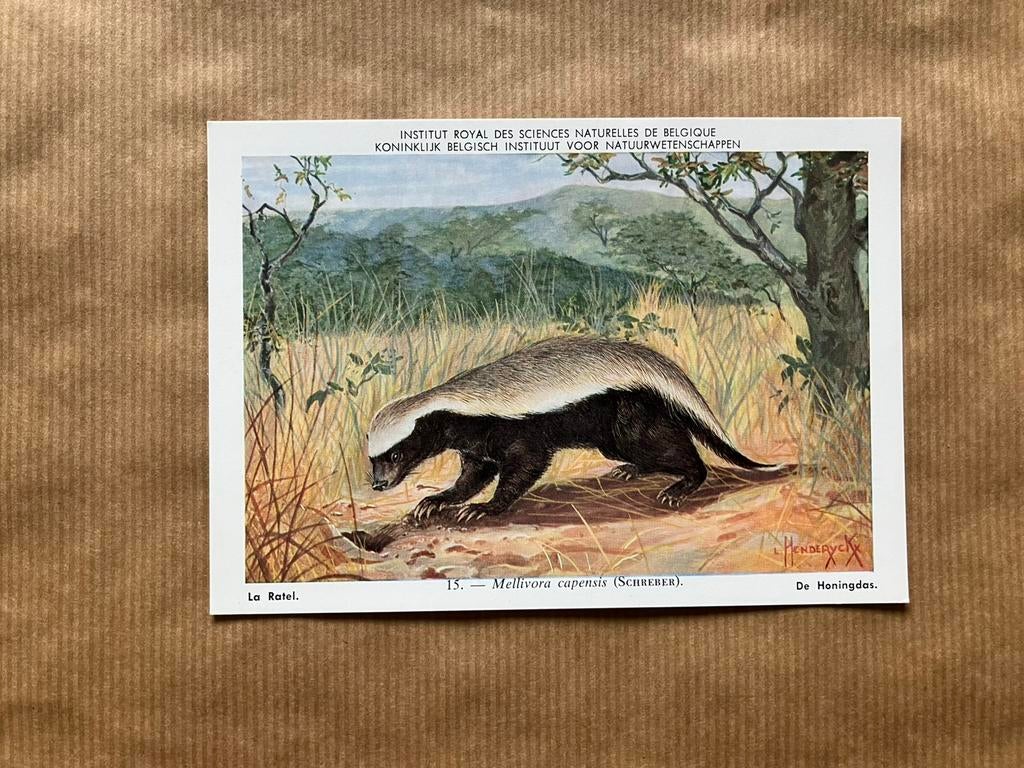 Zoogdieren van Belgisch Congo  Nr. 15 Honingdas, Verzamelen, Ophalen of Verzenden