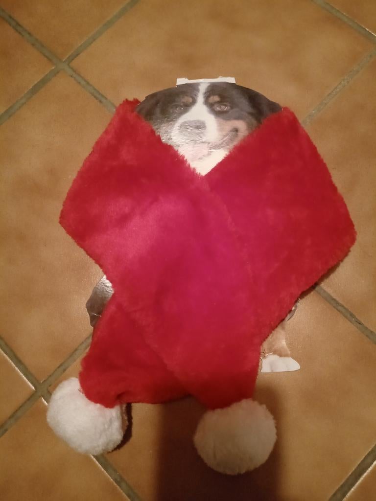 Écharpe de Noël pour chien, Animaux & Accessoires, Enlèvement, Neuf