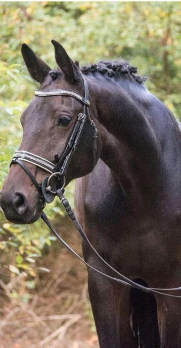 Dressuur merrie, Dieren en Toebehoren, Merrie