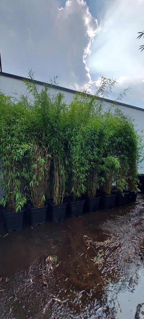 Niet woekerende bamboe , bamboeplanten , fargesia, Tuin en Terras, Planten | Tuinplanten, Ophalen