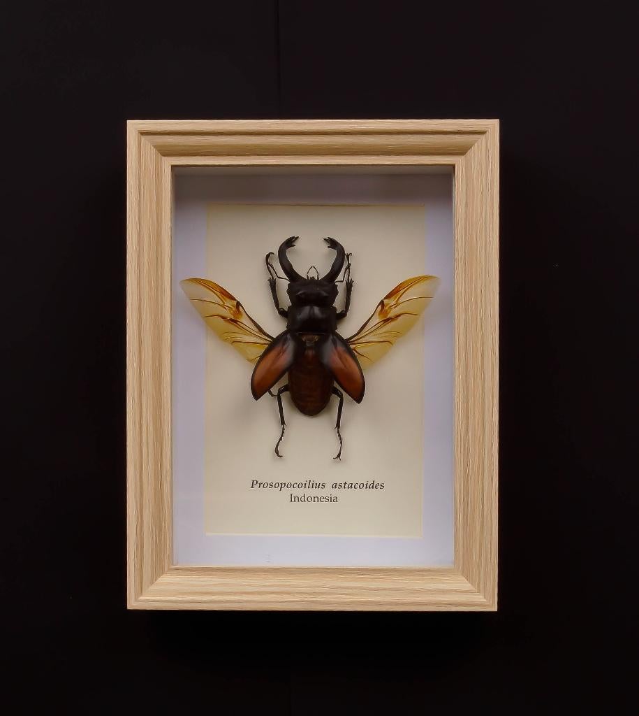 kever in kader, Verzamelen, Ophalen of Verzenden, Nieuw, Insect, Opgezet dier