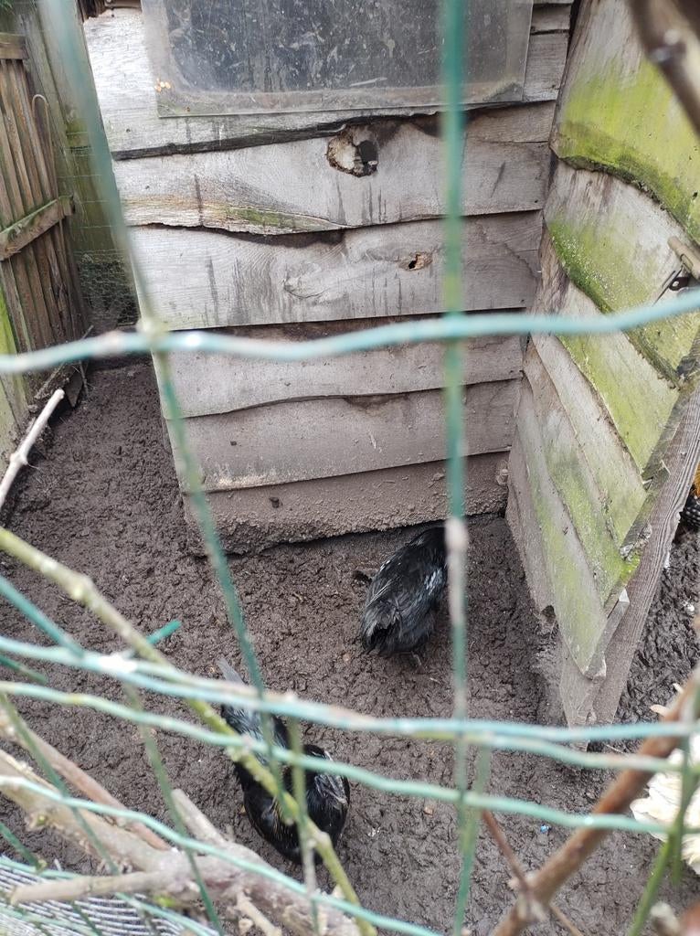 Ayam cemani, Dieren en Toebehoren, Pluimvee