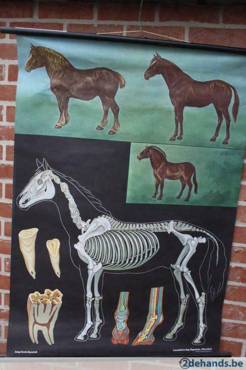 schoolkaart het paard1977, Enlèvement ou Envoi, Utilisé