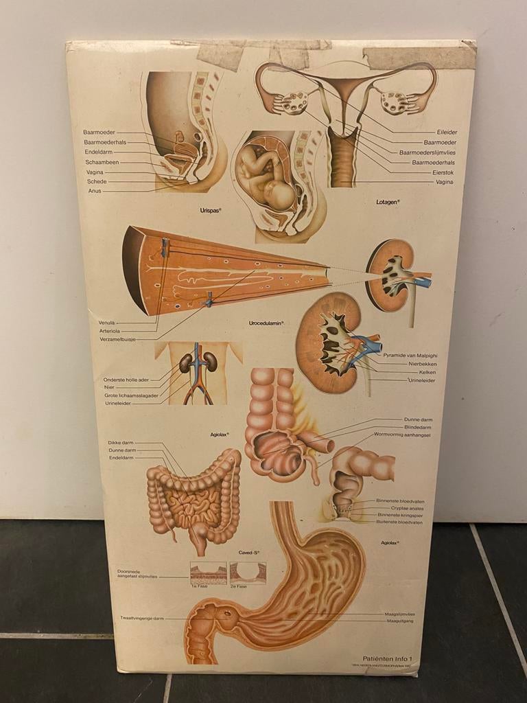 Vintage Anatomie Poster - Menselijk Lichaam kaart., Ophalen of Verzenden