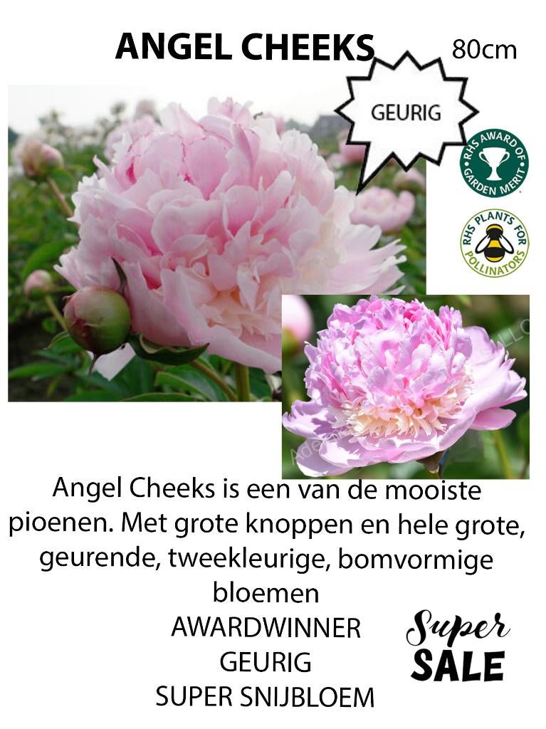 PIVOINES, Enlèvement ou Envoi, Été, Plante fixe, Plein soleil