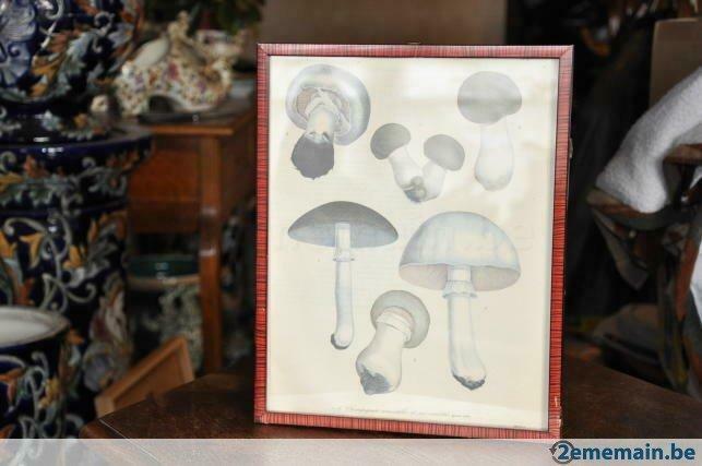 documentation mycologie champignon comestible  dans cadre n3, Ophalen of Verzenden, Gebruikt