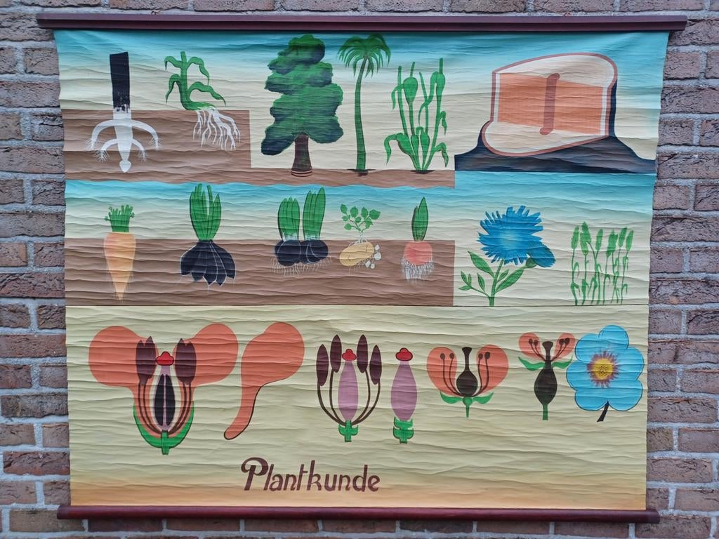 Antieke schoolkaart plantkunde, Ophalen