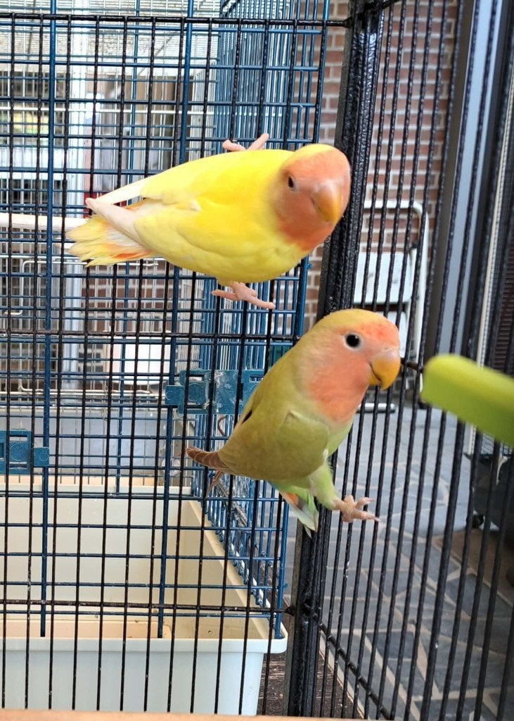 Roseicollis, Sexe inconnu, Perroquet nain ou Inséparable, Bagué