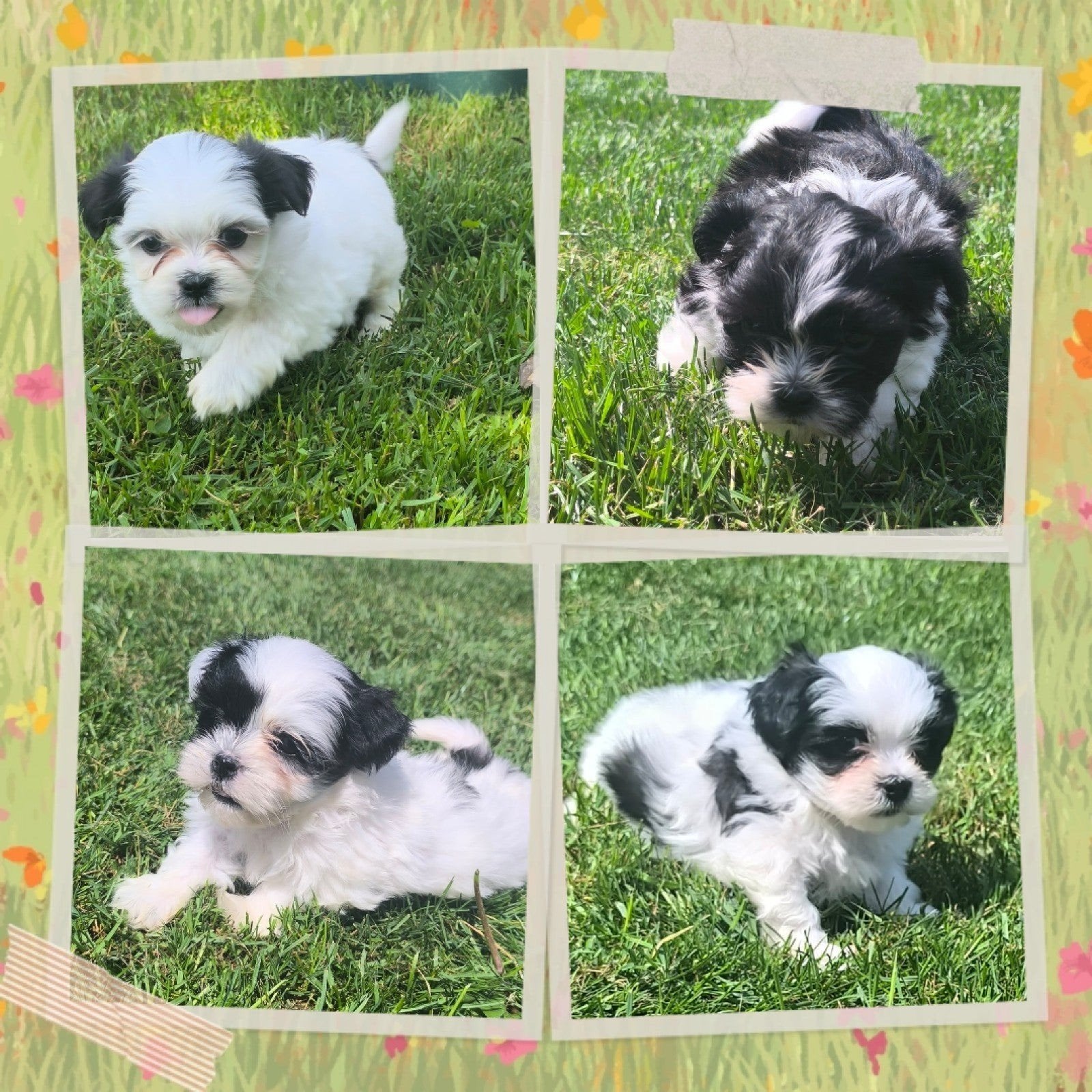 Malshi pups, Parvo, België, Maltezer, 8 tot 15 weken