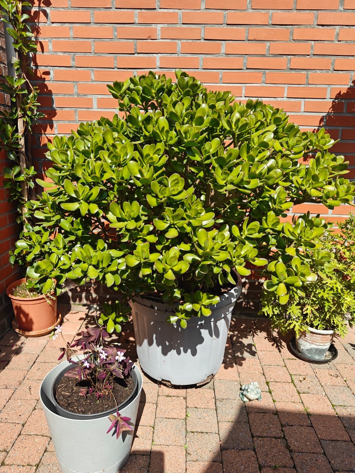 Grote Jadeplant / Geldboom (Crassula Ovata) – Prachtig Volwa, Enlèvement