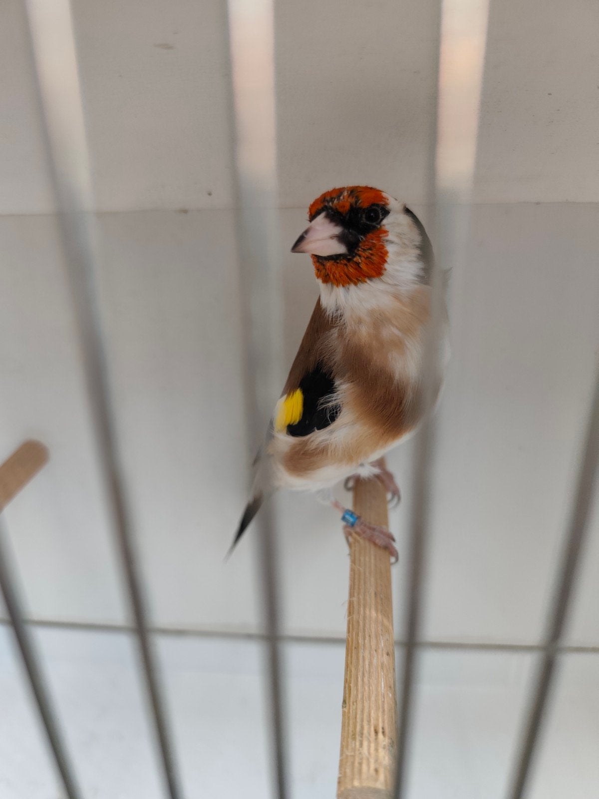 Majoor putter distelvink 2023, Dieren en Toebehoren, Mannelijk, Wildzangvogel, Geringd