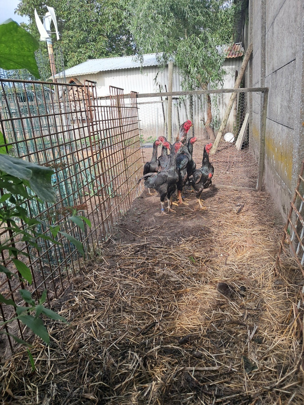 shamo haan en henen, Dieren en Toebehoren