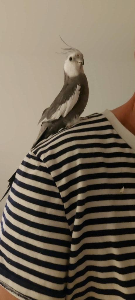 Tamme valkparkiet, Dieren en Toebehoren, Geslacht onbekend, Parkiet, Geringd