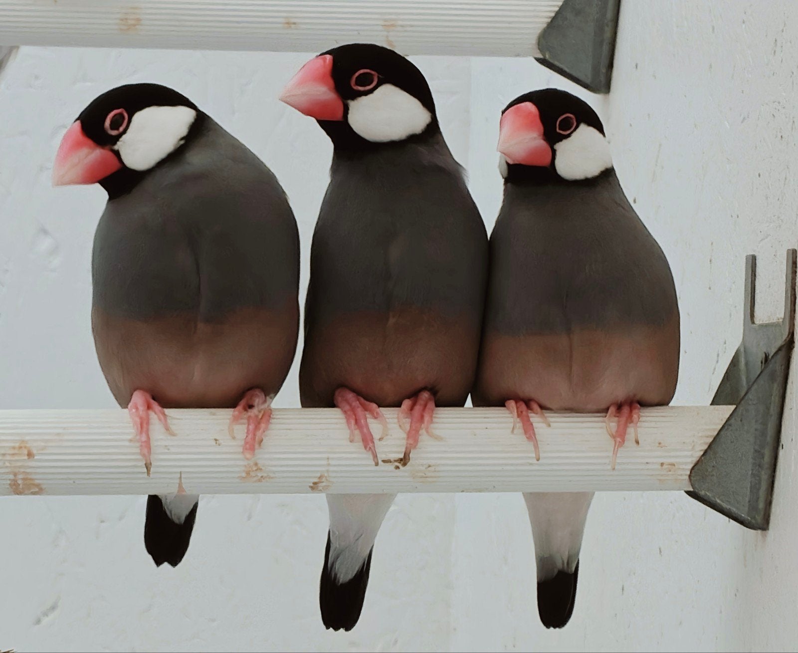 rijstvogels / padda's, Meerdere dieren, Tropenvogel, Geringd