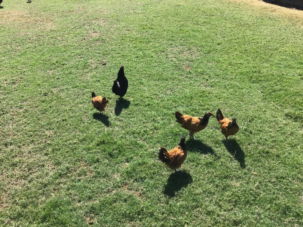 Kip met Vorwerk kuikens, Dieren en Toebehoren, Pluimvee, Vrouwelijk, Kip