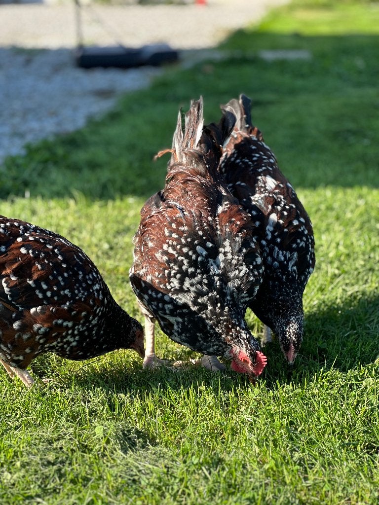 Coq Sussex porcelaine, Animaux & Accessoires, Mâle, Poule ou poulet