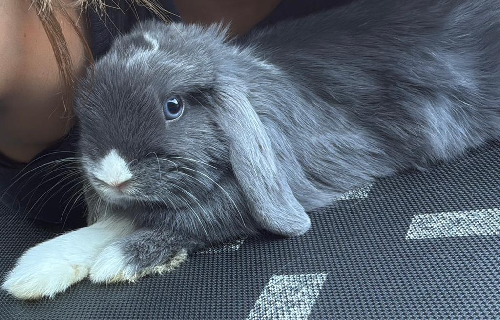 Minilop ram, Dieren en Toebehoren, Konijnen, Mannelijk, Klein, Hangoor, 0 tot 2 jaar