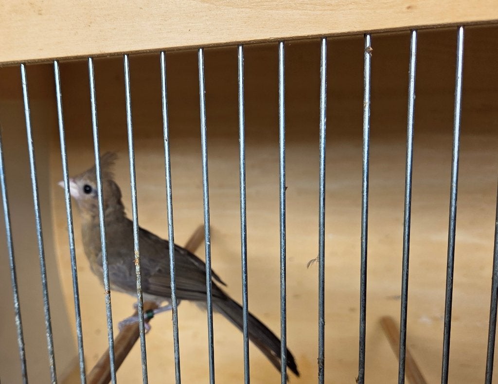 Rode kardinaal pop, Dieren en Toebehoren, Vogels | Overige Vogels, Vrouwelijk, Tropenvogel, Geringd