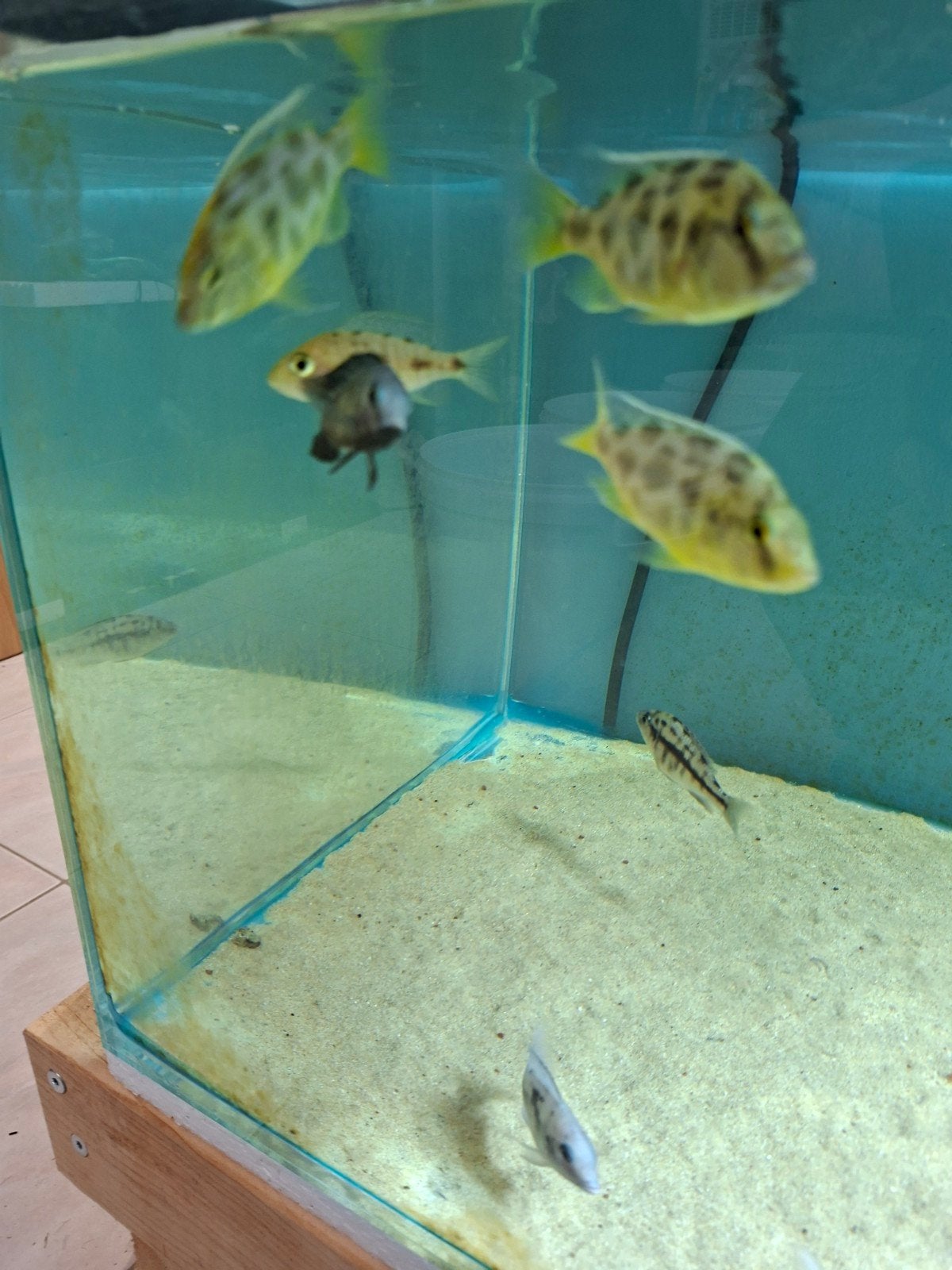 cichlides malawi nimbochromis venustus