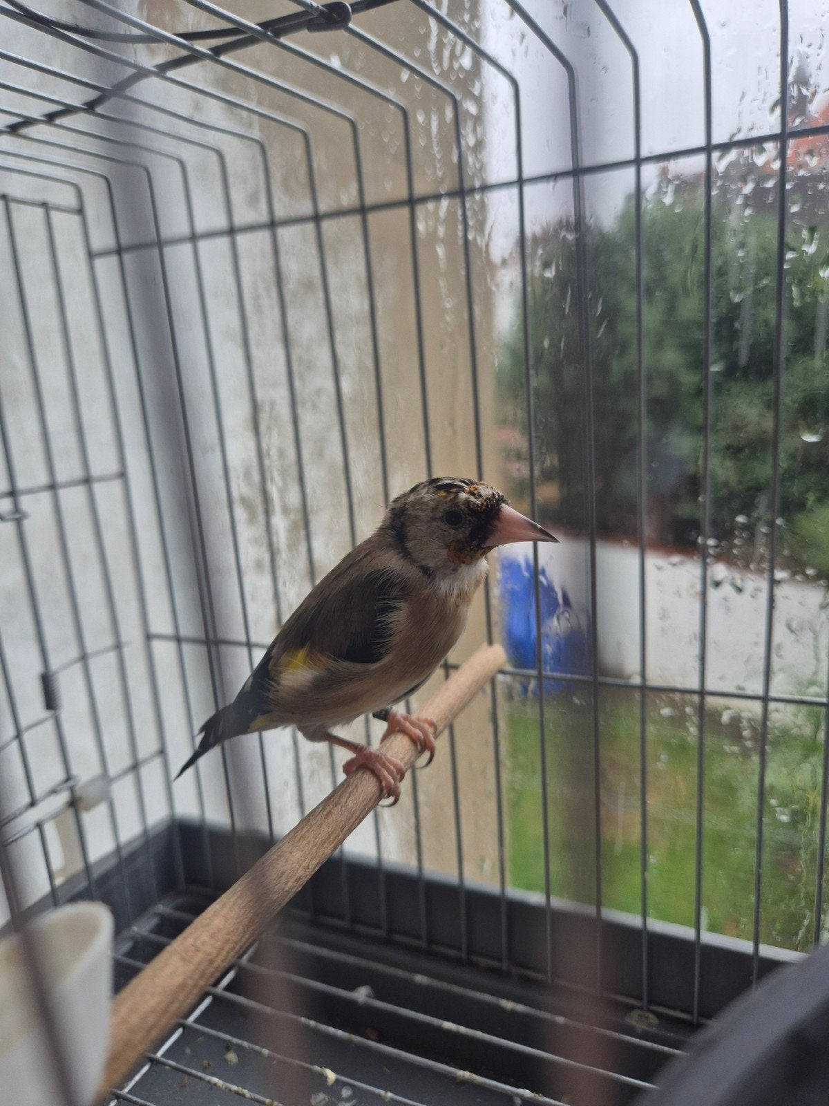 chardonneret parva, Mâle